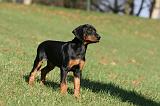 DOBERMANN 355